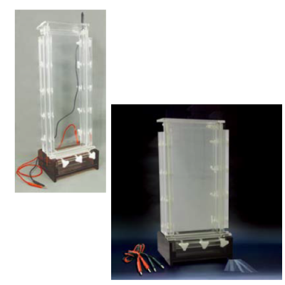 DNA sequence analysis electrophoresis cell